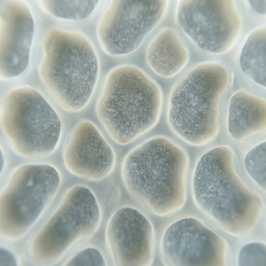 Barrier Lipid Complex