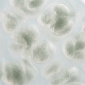 Calming Plant Actives