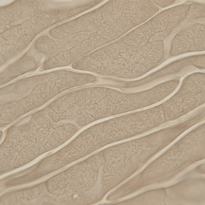 Essential Barrier Lipids