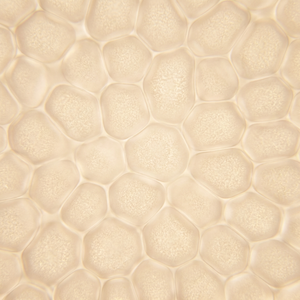 Gluconolactone (PHA)