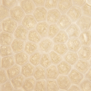 Vitamin C Derivative