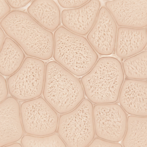 Panthenol (Pro-Vitamin B5)